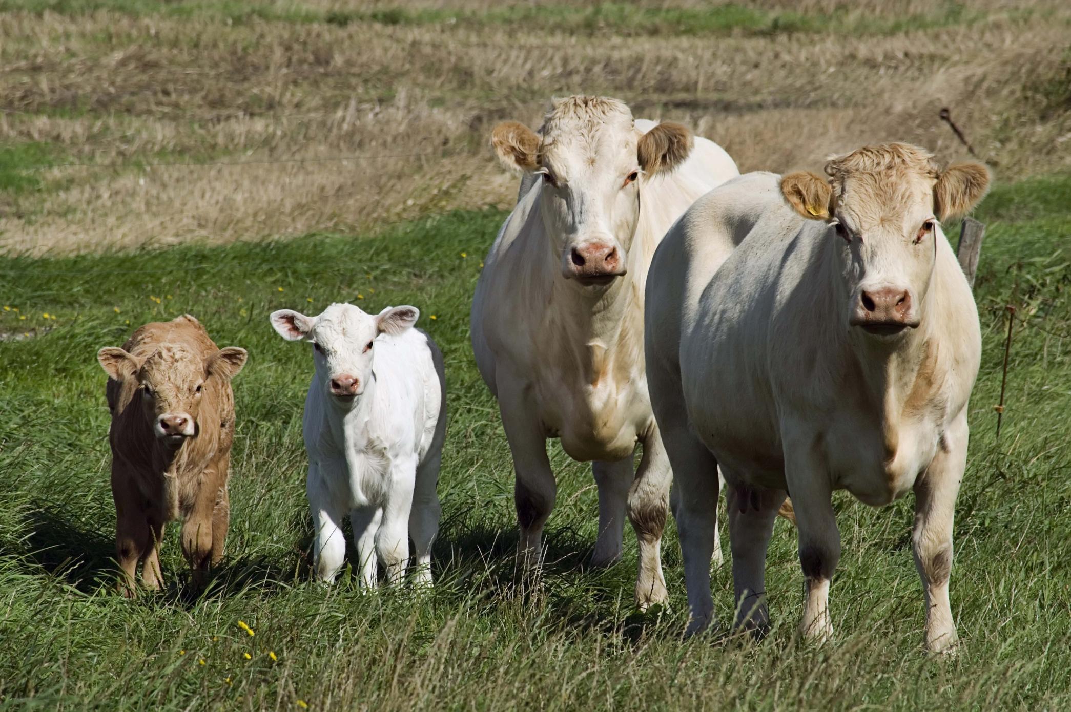 Бизнес-план разведения скота в системе АПК