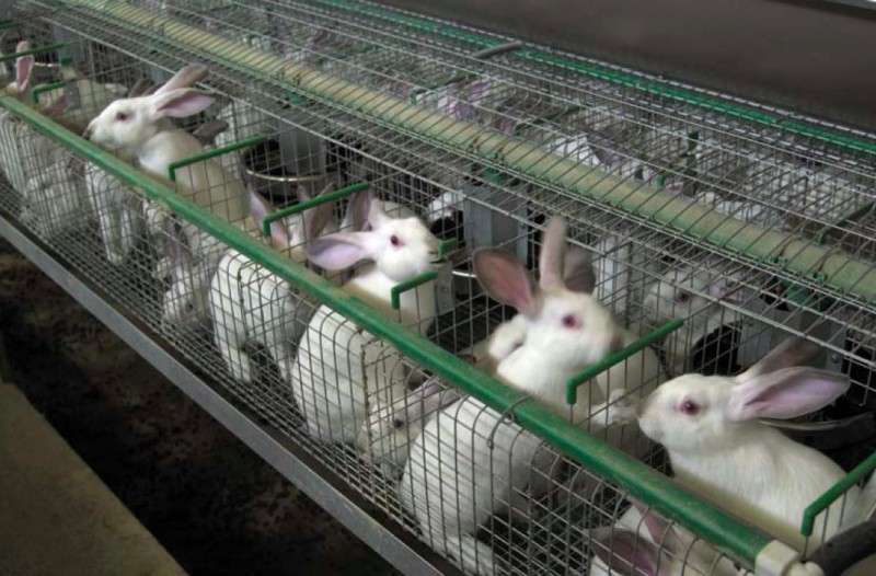 Бизнес-план кролиководческой фермы для начинающих предпринимателей