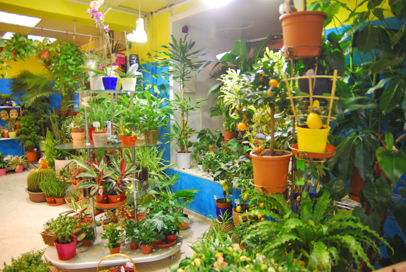 Бизнес-план магазина по продаже растений