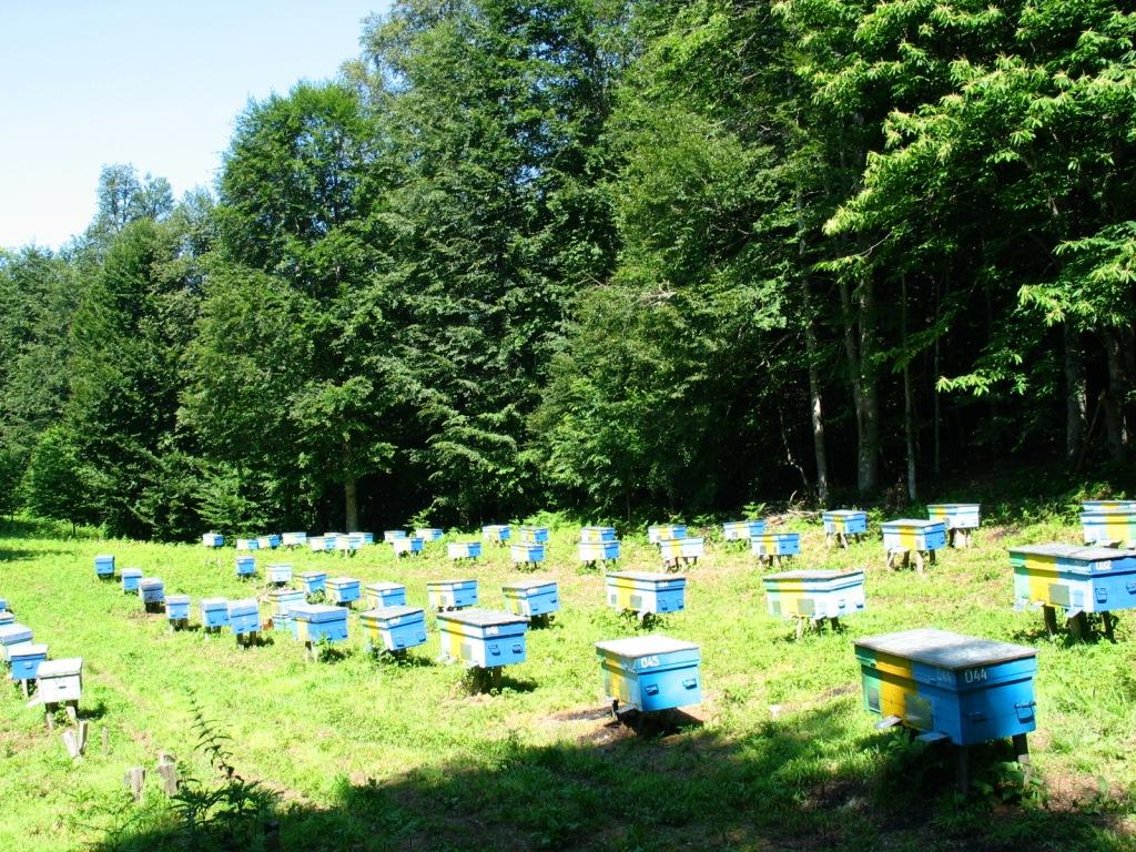 Бизнес-план пчеловодческого хозяйства