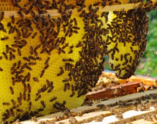 Разведение пчёл и создание пасеки