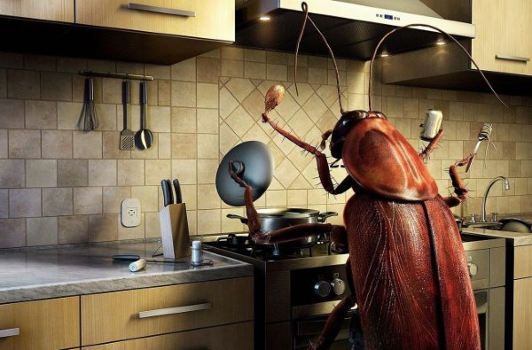 Как избавиться быстро от тараканов, используя природные решения