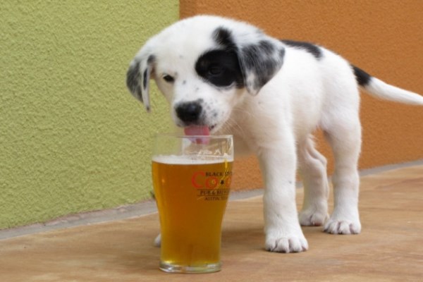 Создали специальное пиво для собак!