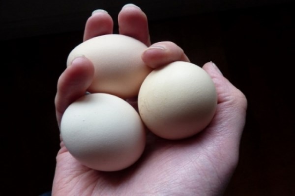 3 уникальных способа использовать яйца в повседневной жизни
