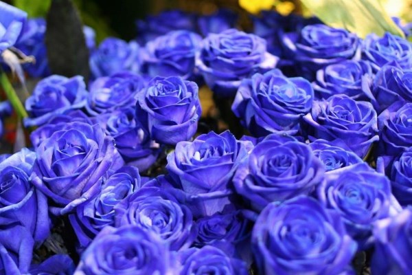 Синие розы: что нужно знать?