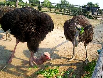Развидение страусов на мясо и яйца.