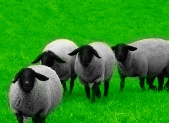 На овчину разводят овец романовской породы.
