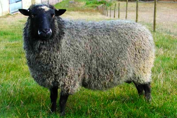 Приемущества разведения овечек романовской породы.