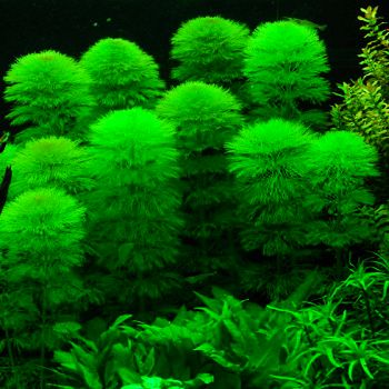 Как вырастить аквариумные растения?