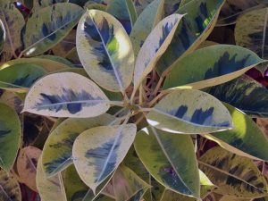 Фикус Триколор (Ficus Tricolor): советы по уходу, размножению и пересадке